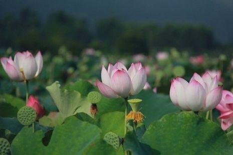 Lotus Seed Buddhist Prayer Mala Plant