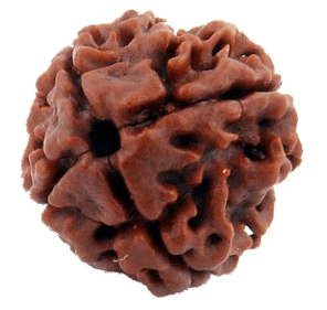 Rudraksha Seed